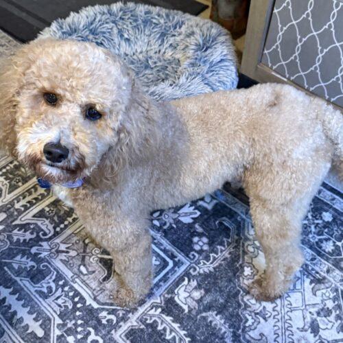 Lorelei, a Adoptable mixed breed in Broken Arrow, OK image 3/5