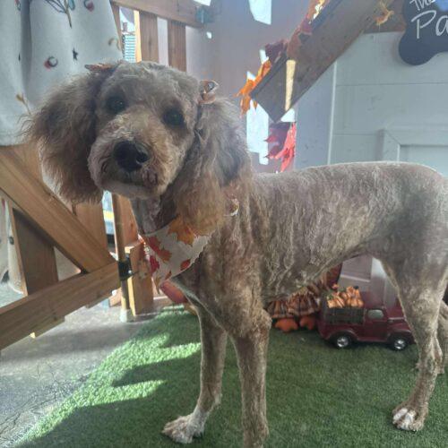 Lorelei, a Adoptable mixed breed in Broken Arrow, OK image 4/5