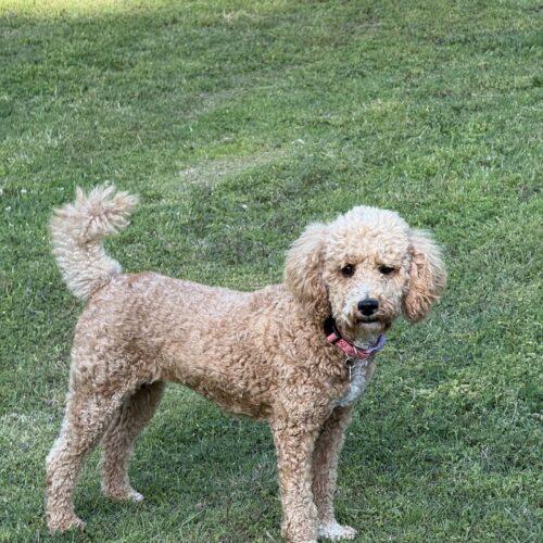 Lorelei, a Adoptable Cockapoo in Broken Arrow, OK image 5/6