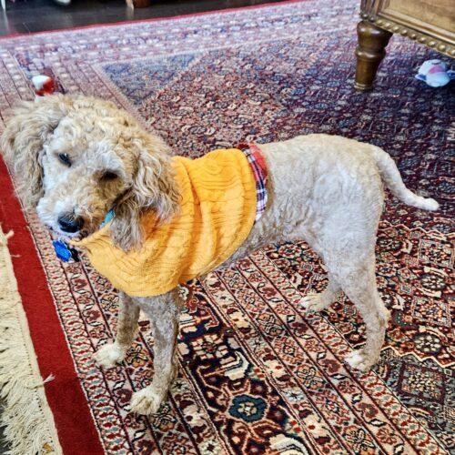 Lorelei, a Adoptable mixed breed in Broken Arrow, OK image 5/5