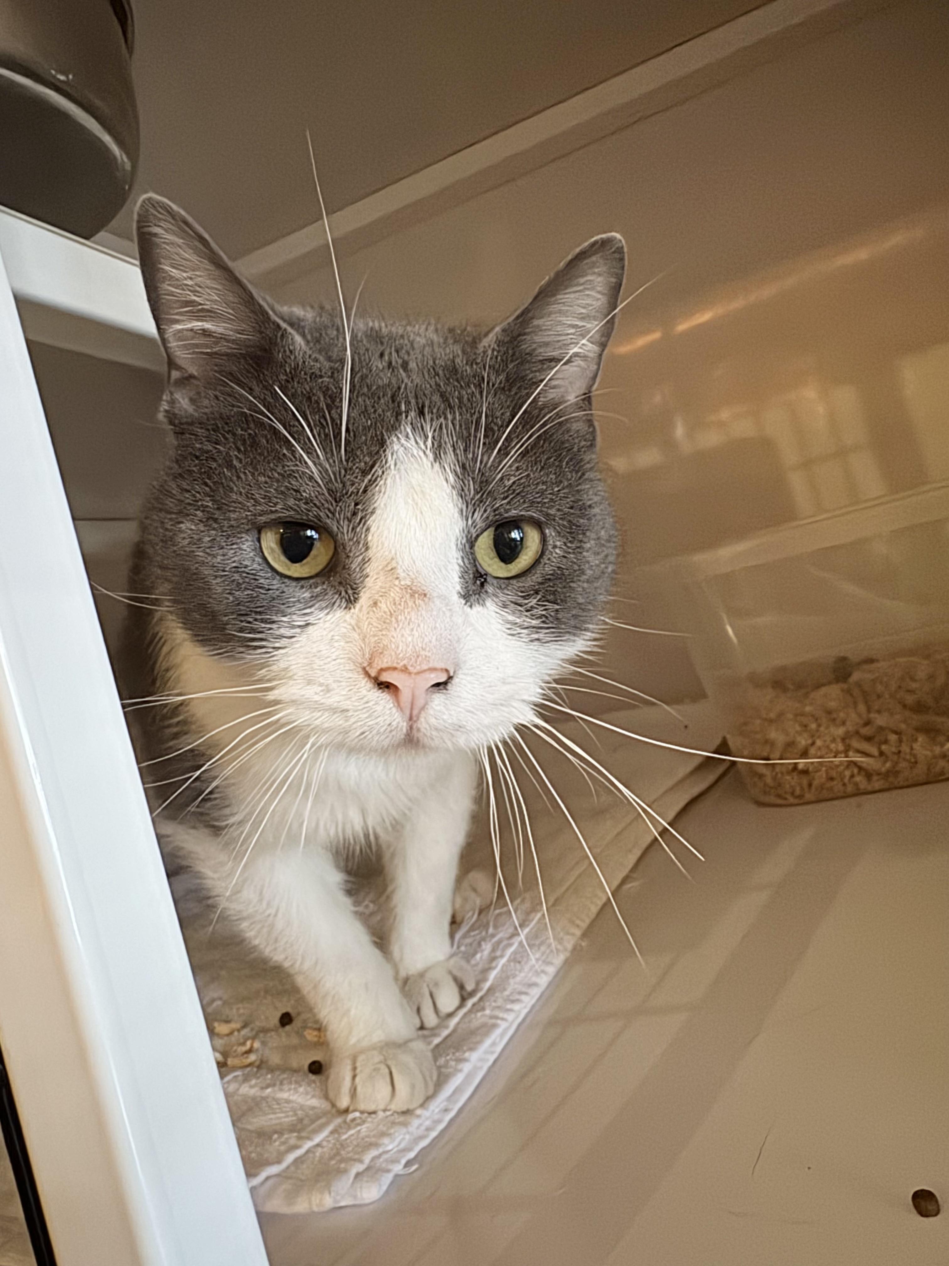 Tony, Young Male Manx