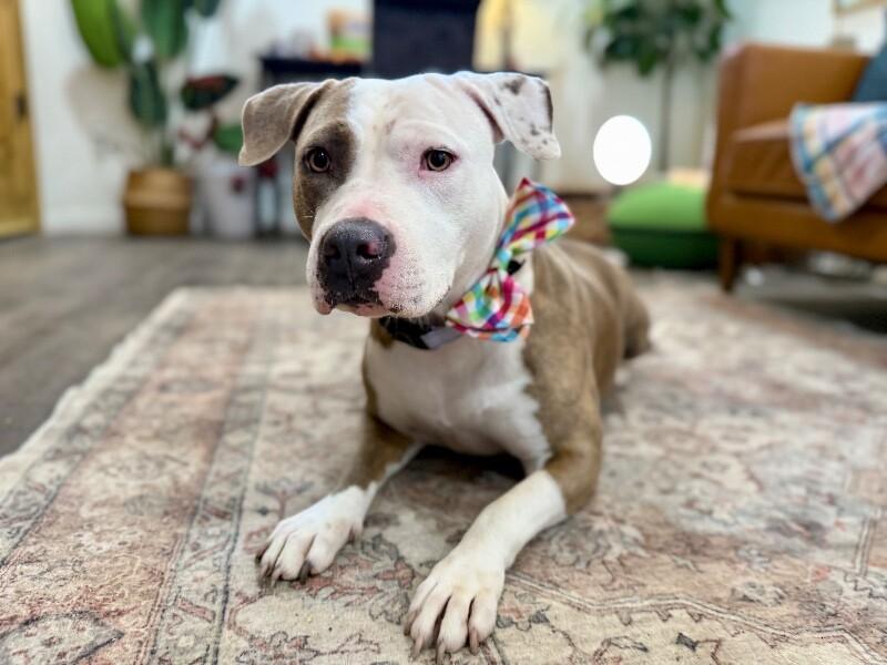 Goldie Girl Golden Glow Heart — thumbnail 2