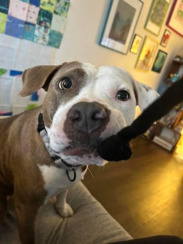 Goldie Girl Golden Glow Heart — thumbnail 5