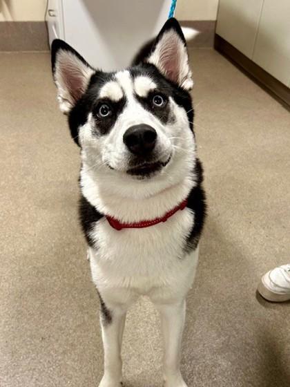 Enlarge Freya, a Adoptable mixed breed in Everett, WA image 1/2