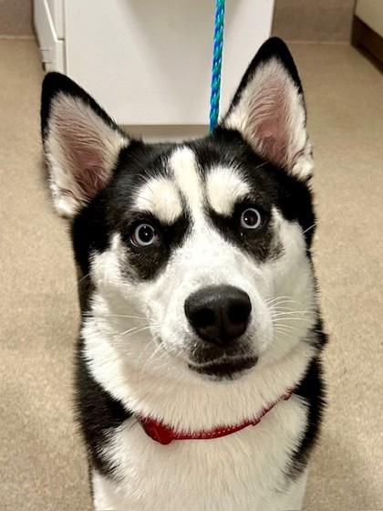 Enlarge Freya, a Adoptable mixed breed in Everett, WA image 2/2