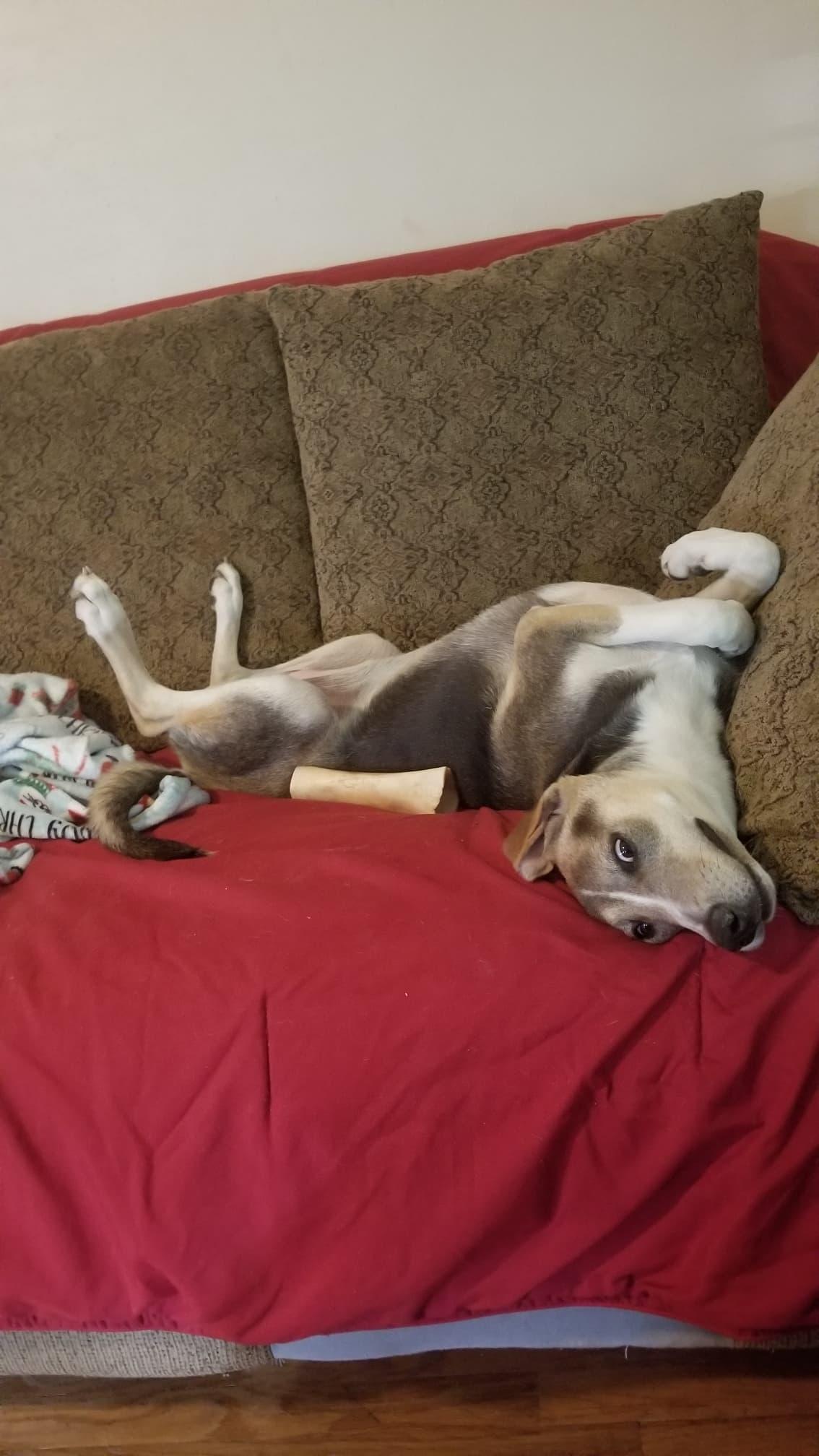 Juliet, Adoptable, Young Female Mixed Breed.