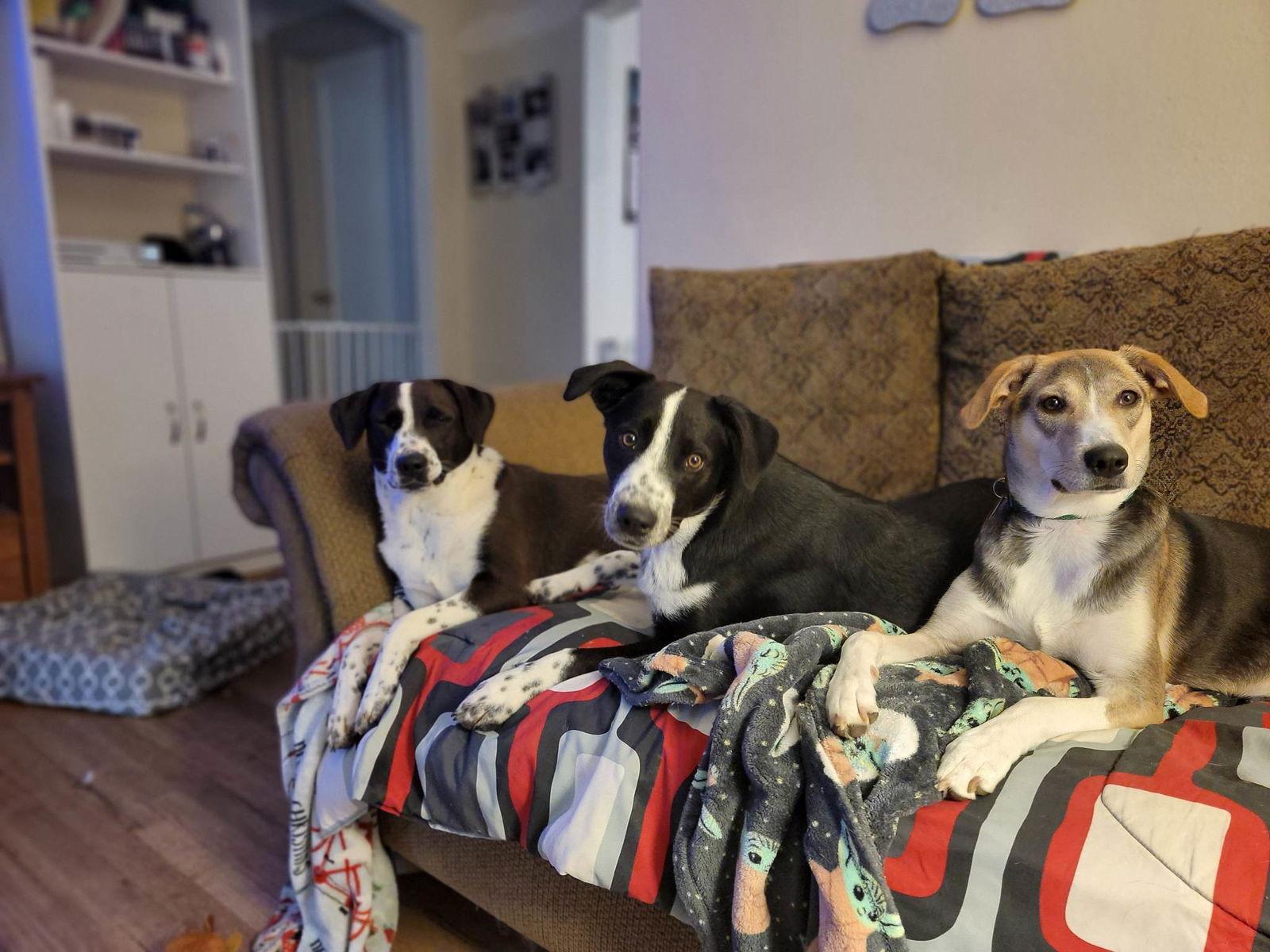 Enlarge Juliet, a Adoptable Mixed Breed in Poplar Bluff, MO image 2/3