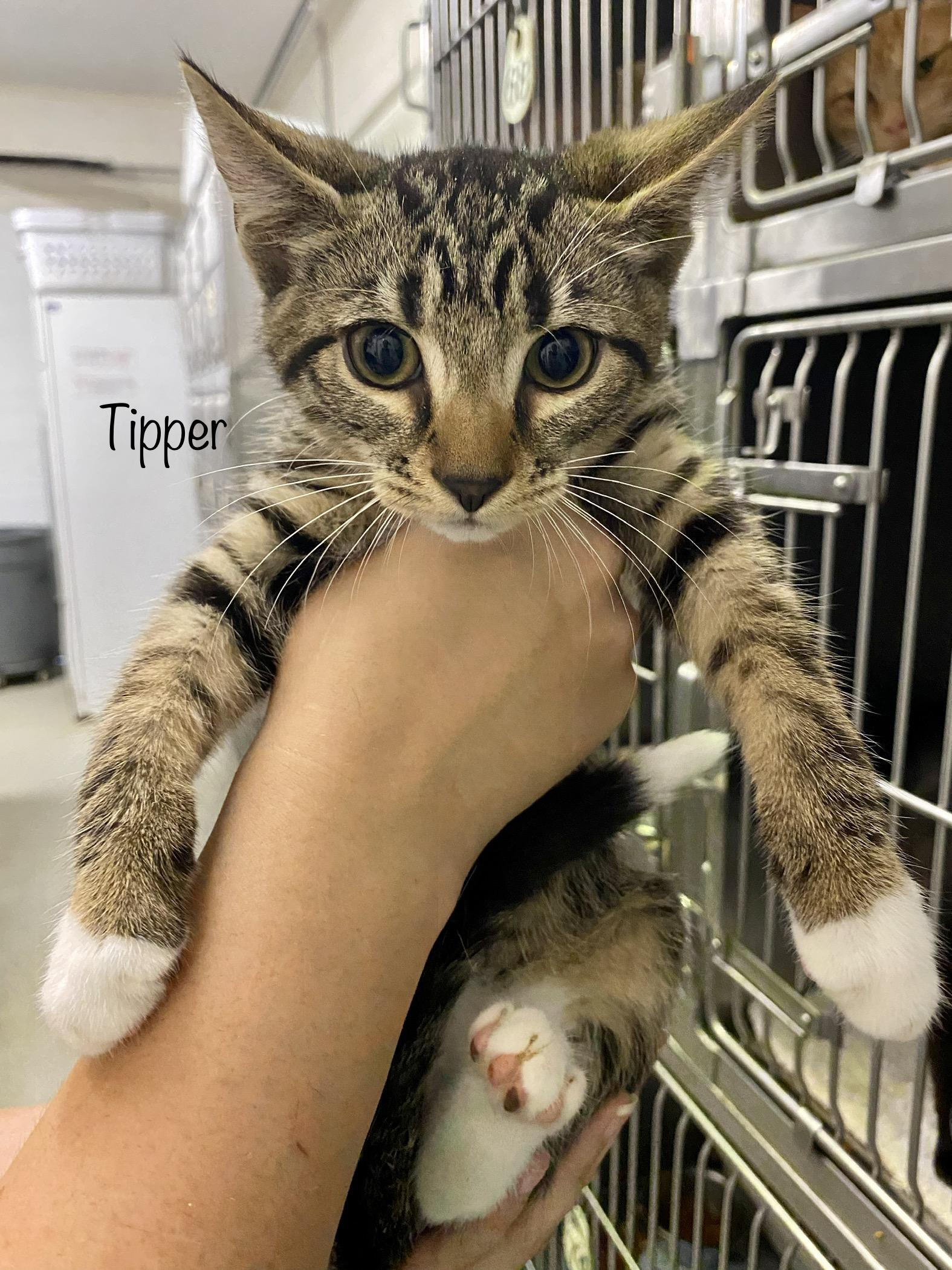 Tipper, an adopted Domestic Short Hair Mix in Bedford, VA_image-1