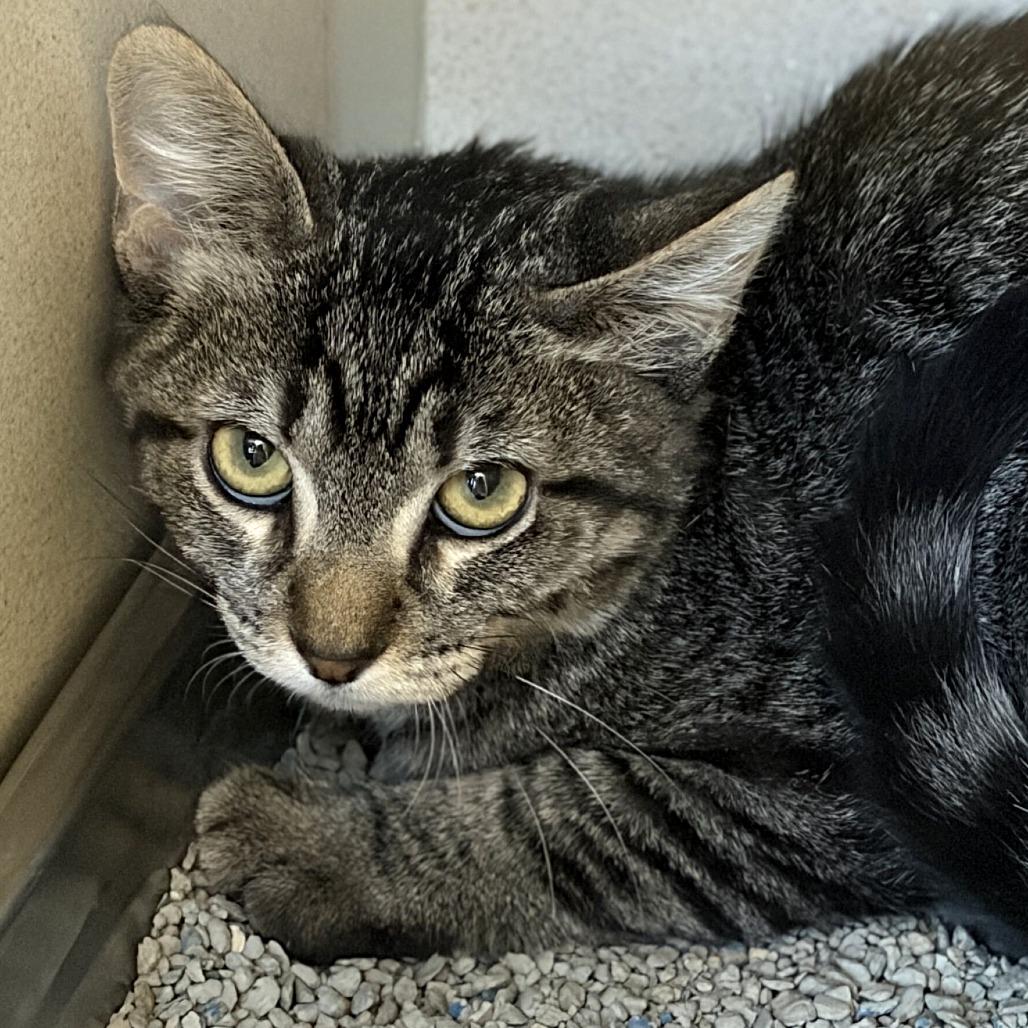 Molotov, Adoptable, Kitten Female Domestic Short Hair.