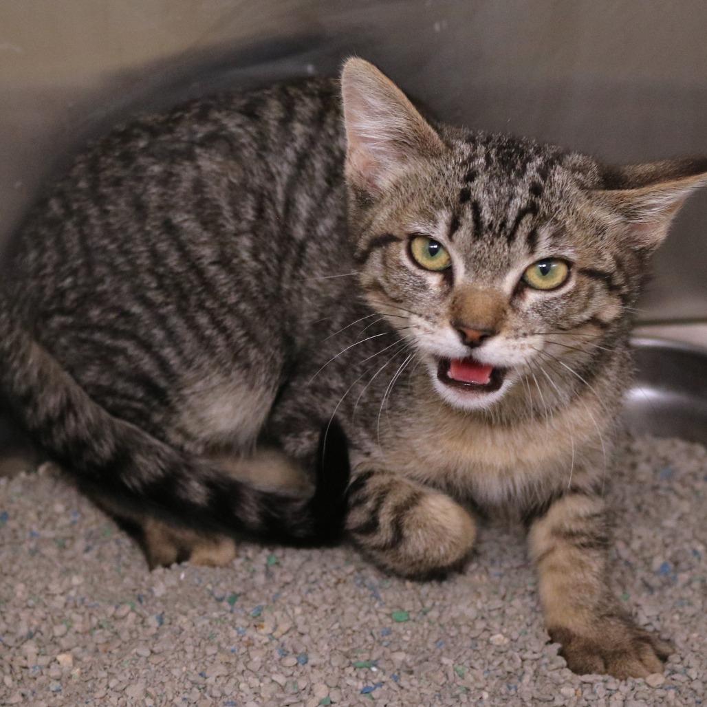 Molotov, Adoptable, Kitten Female Domestic Short Hair.