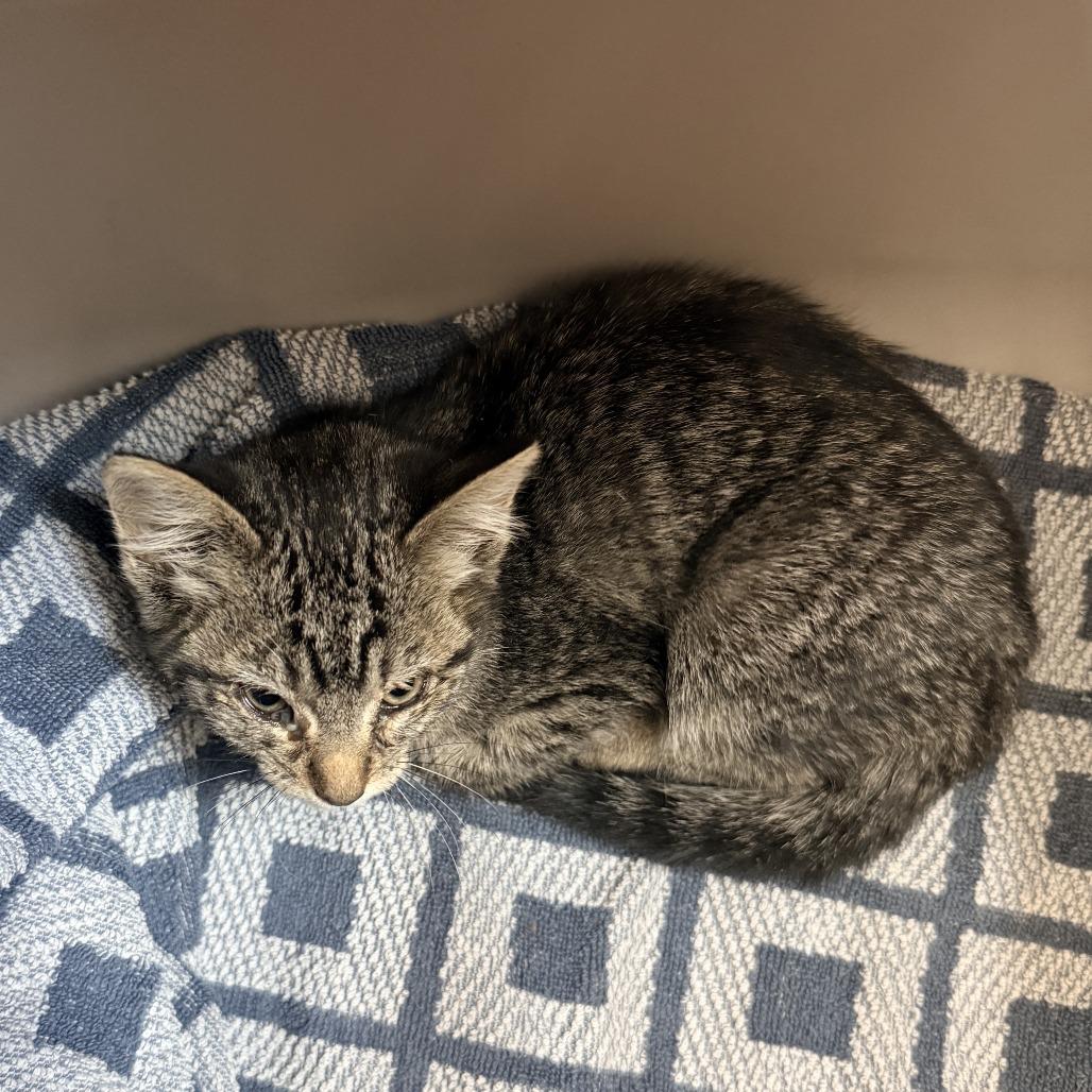 Molotov, Adoptable, Kitten Female Domestic Short Hair.
