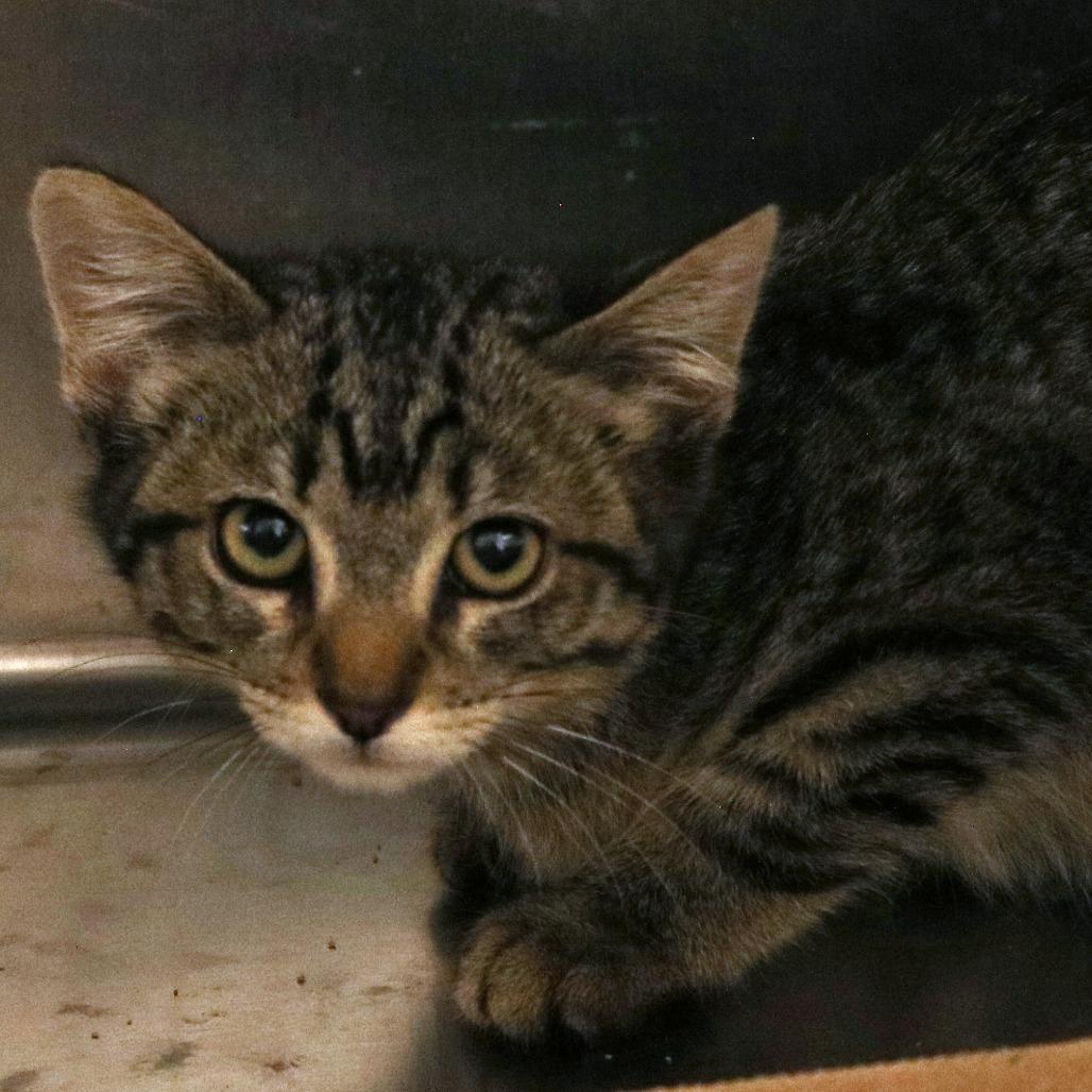 Molotov, a Adoptable Domestic Short Hair in Rifle, CO image 2/2