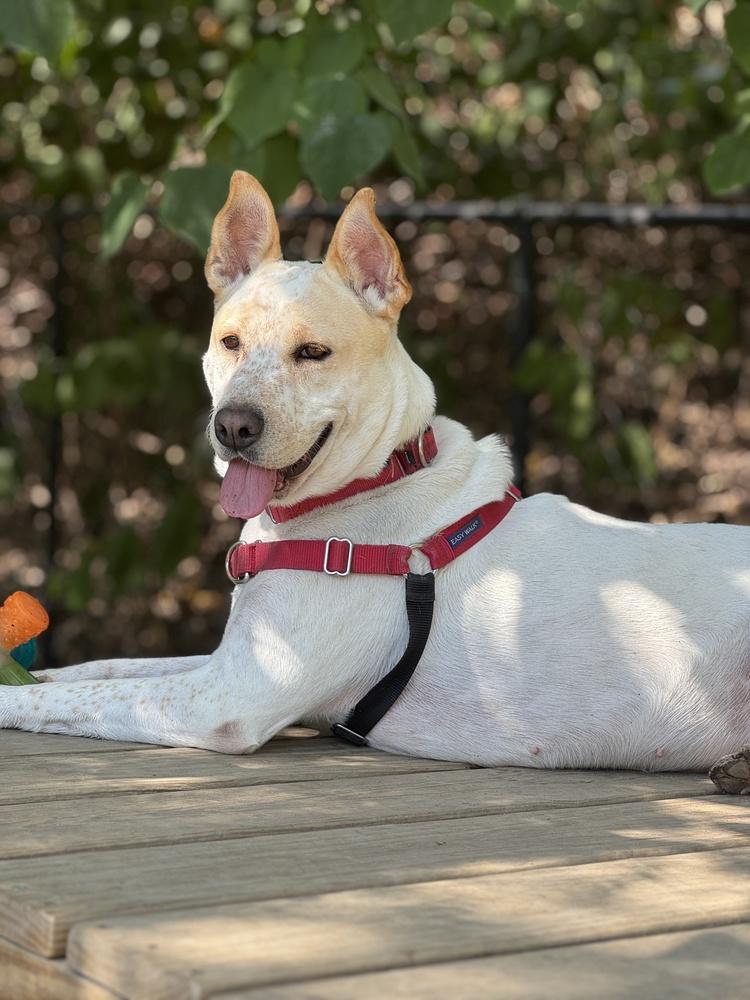 Taffy, Adoptable, Young Female Shepherd.