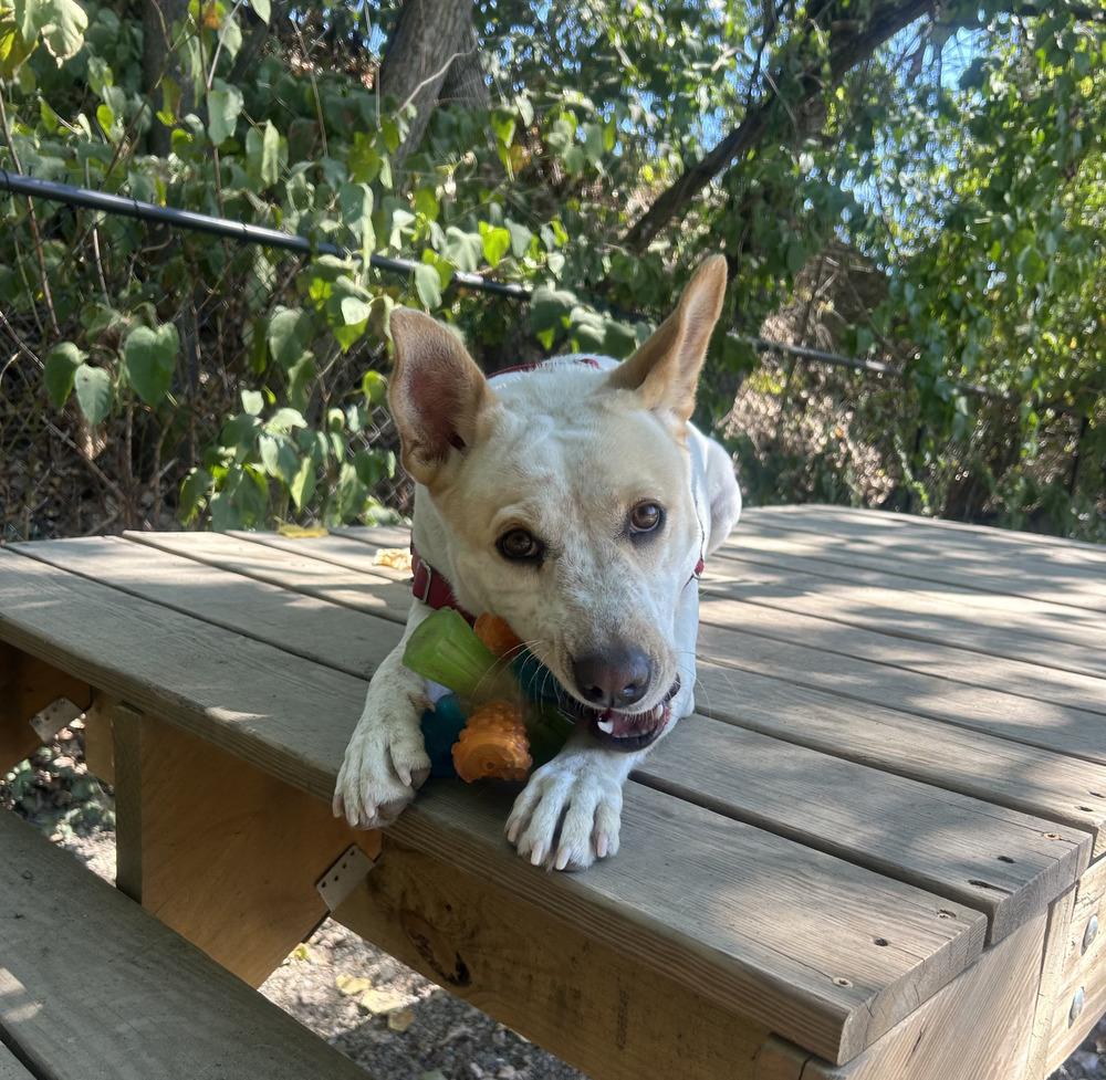 Enlarge Taffy, a Adoptable mixed breed in Elmsford, NY image 2/6