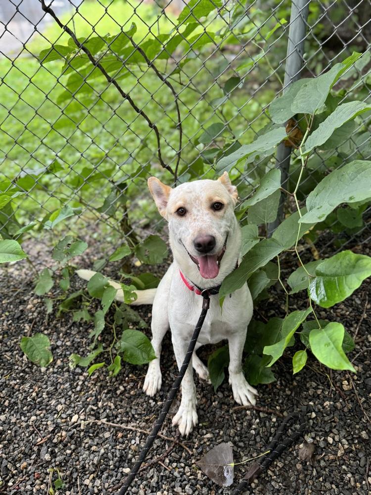 Enlarge Taffy, a Adoptable mixed breed in Elmsford, NY image 3/6