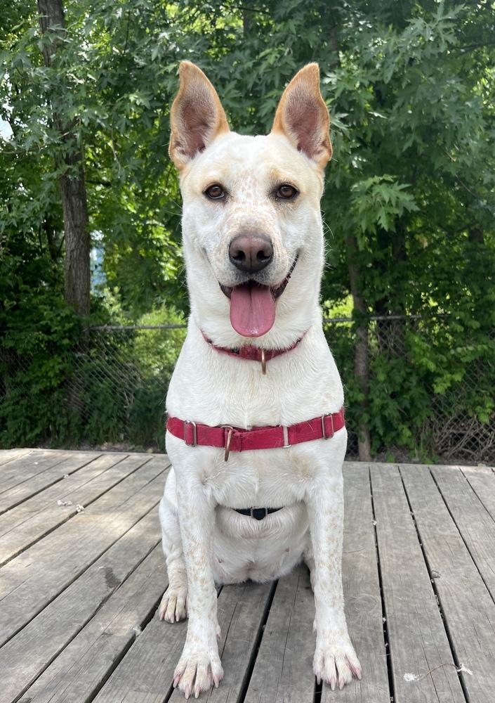Taffy, a Adoptable mixed breed in Elmsford, NY image 3/4