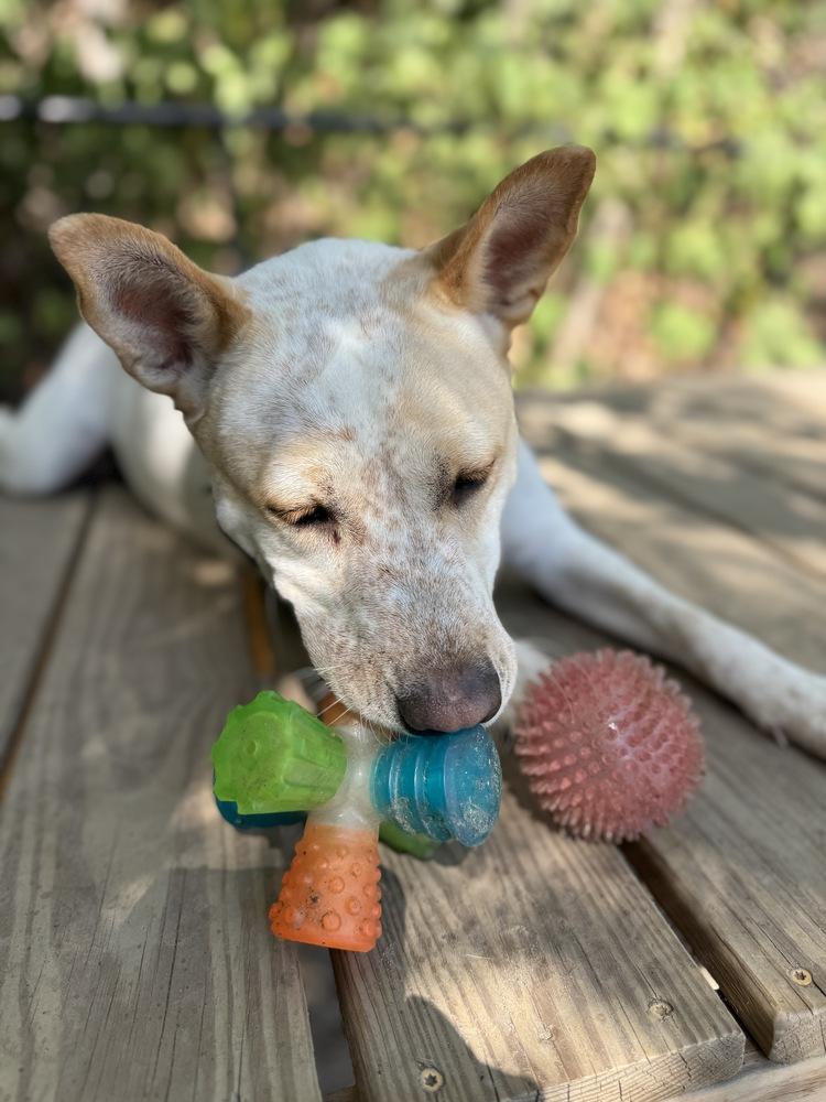 Enlarge Taffy, a Adoptable mixed breed in Elmsford, NY image 4/6