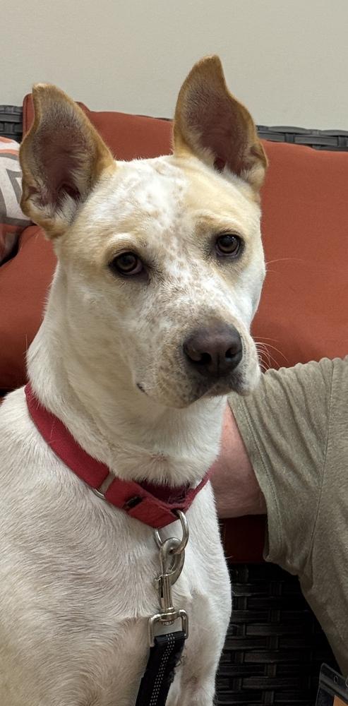 Enlarge Taffy, a Adoptable mixed breed in Elmsford, NY image 5/6