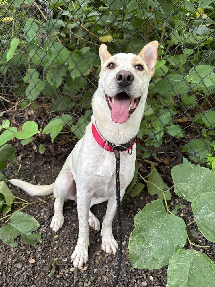 Enlarge Taffy, a Adoptable mixed breed in Elmsford, NY image 6/6
