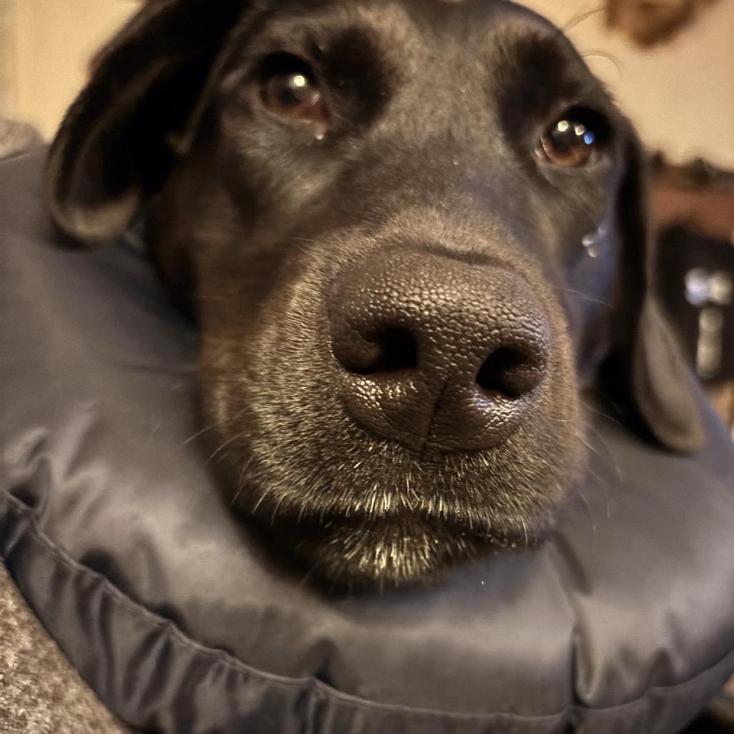 Ivy, Adoptable, Young Female Black Labrador Retriever.