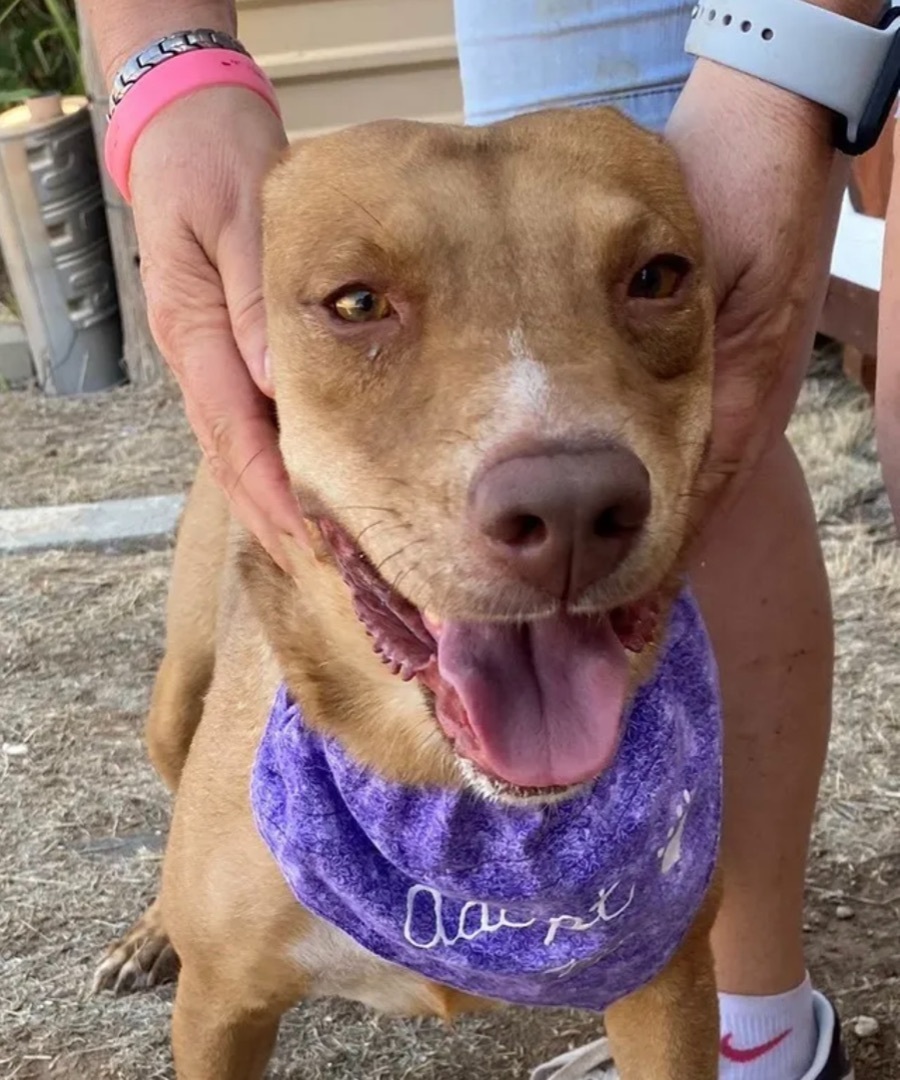 Julia, an adoptable Cattle Dog in Canyon, TX, 79015 | Photo Image 2