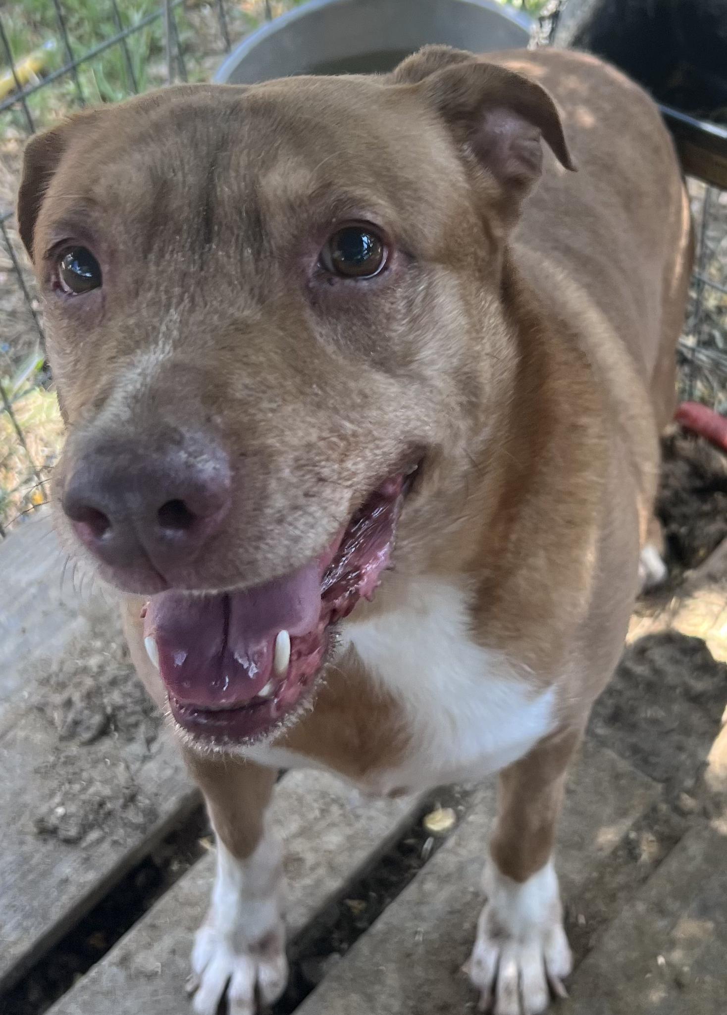 Julia, an adoptable Cattle Dog in Canyon, TX, 79015 | Photo Image 1