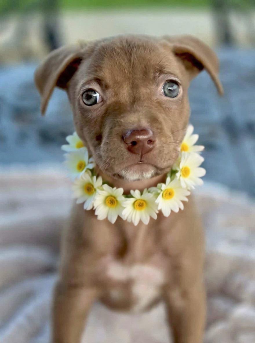 Enlarge Emma, a ADOPTABLE mixed breed in Corona Del Mar, CA image 1/1