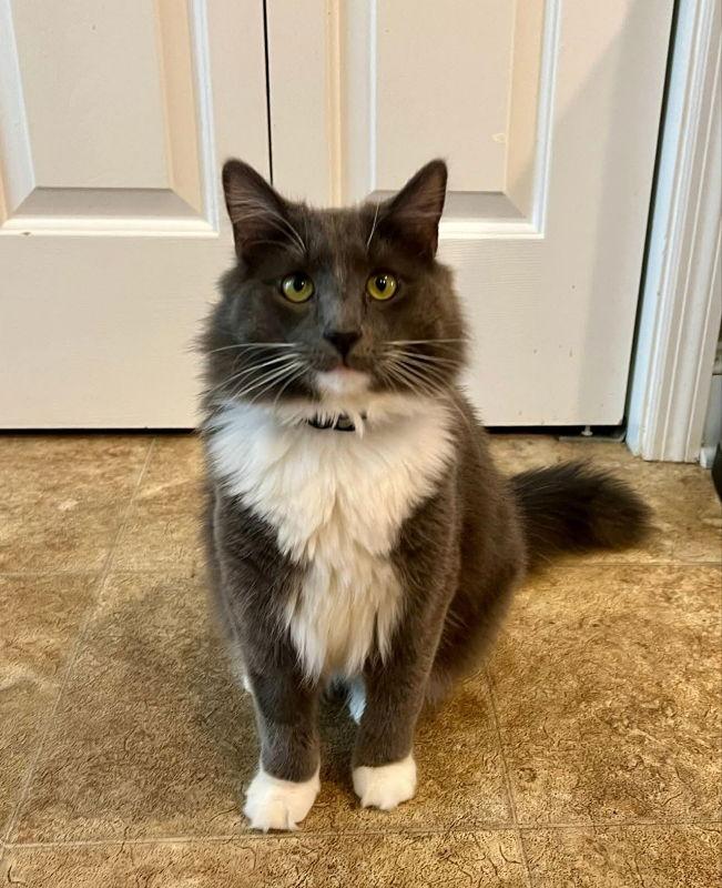 Enlarge Stormy, a Adoptable Tuxedo in Knoxville, TN image 2/3