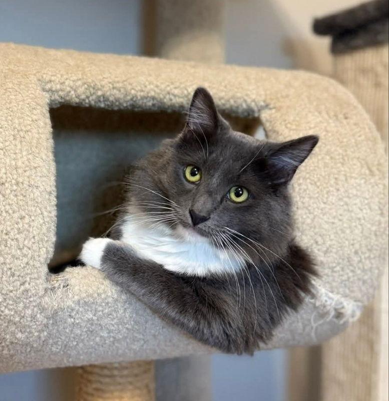 Stormy, Adoptable, Young Male Tuxedo.