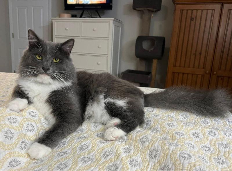 Enlarge Stormy, a Adoptable Tuxedo in Knoxville, TN image 3/3