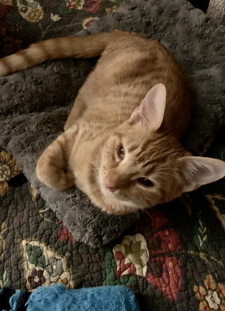 Enlarge Paige, a Adoptable Domestic Short Hair in Dawson, GA image 1/2