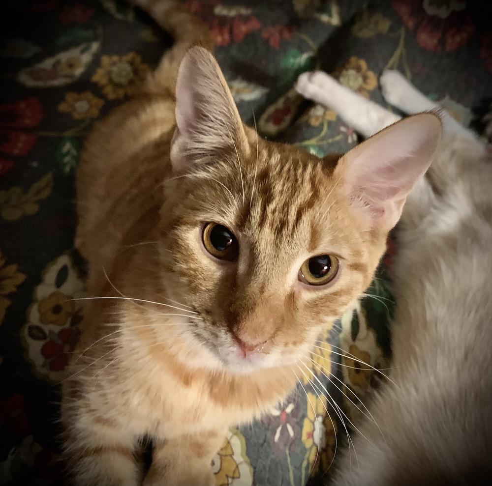 Enlarge Paige, a Adoptable Domestic Short Hair in Dawson, GA image 2/2