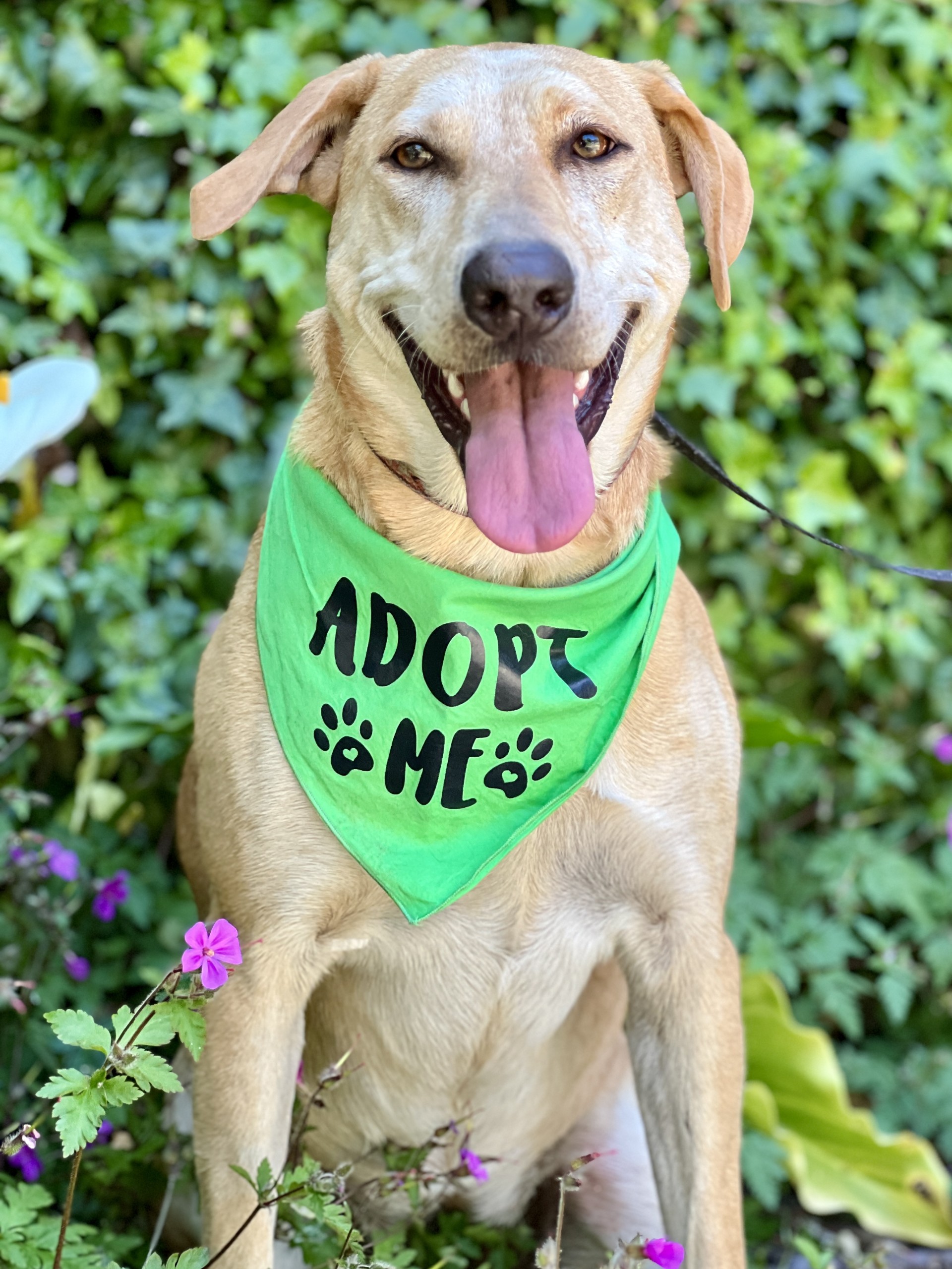 Enlarge Sandy, a Adoptable Yellow Labrador Retriever in Gualala, CA image 1/1