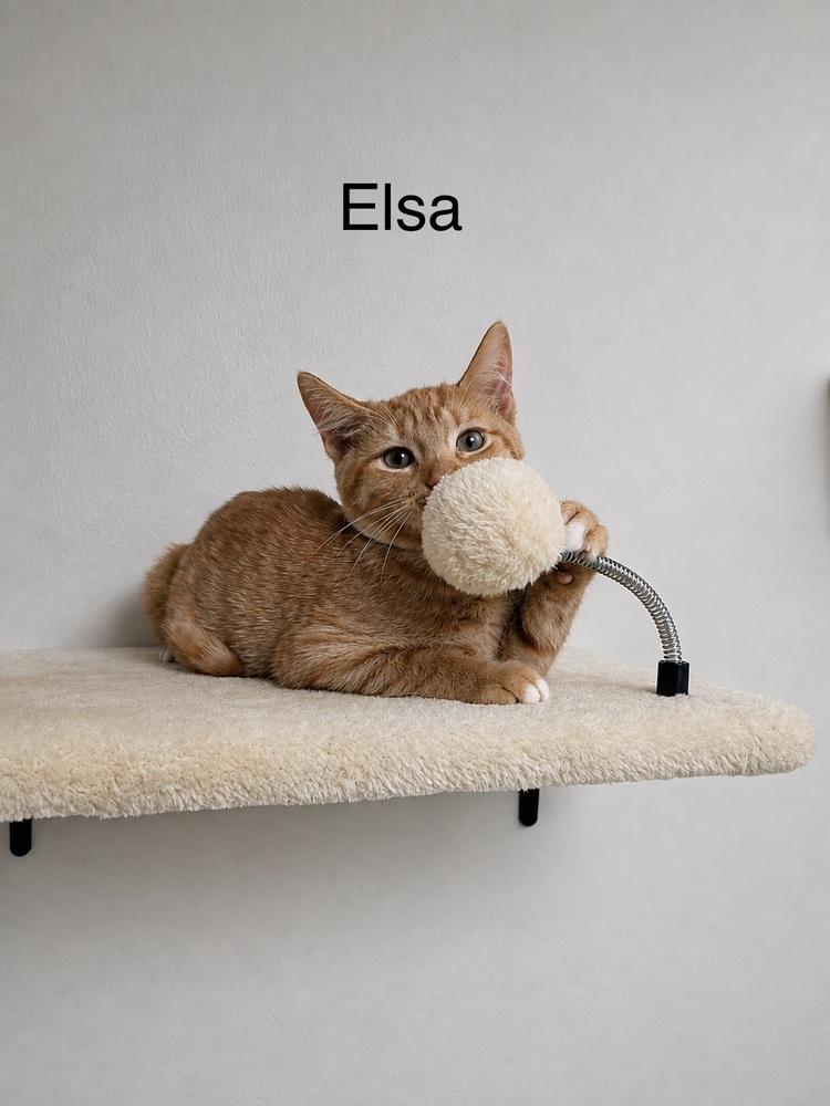 Elsa, Adoptable, Kitten Female Domestic Short Hair.