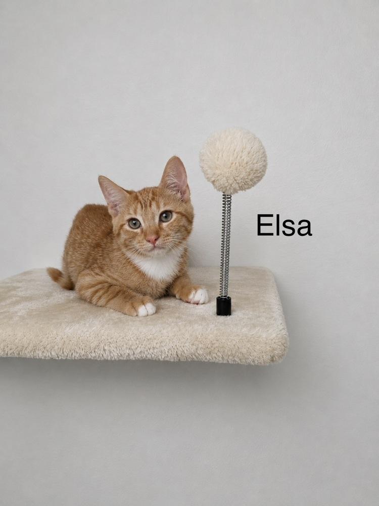 Enlarge Elsa, a Adoptable mixed breed in Groveland, MA image 2/3