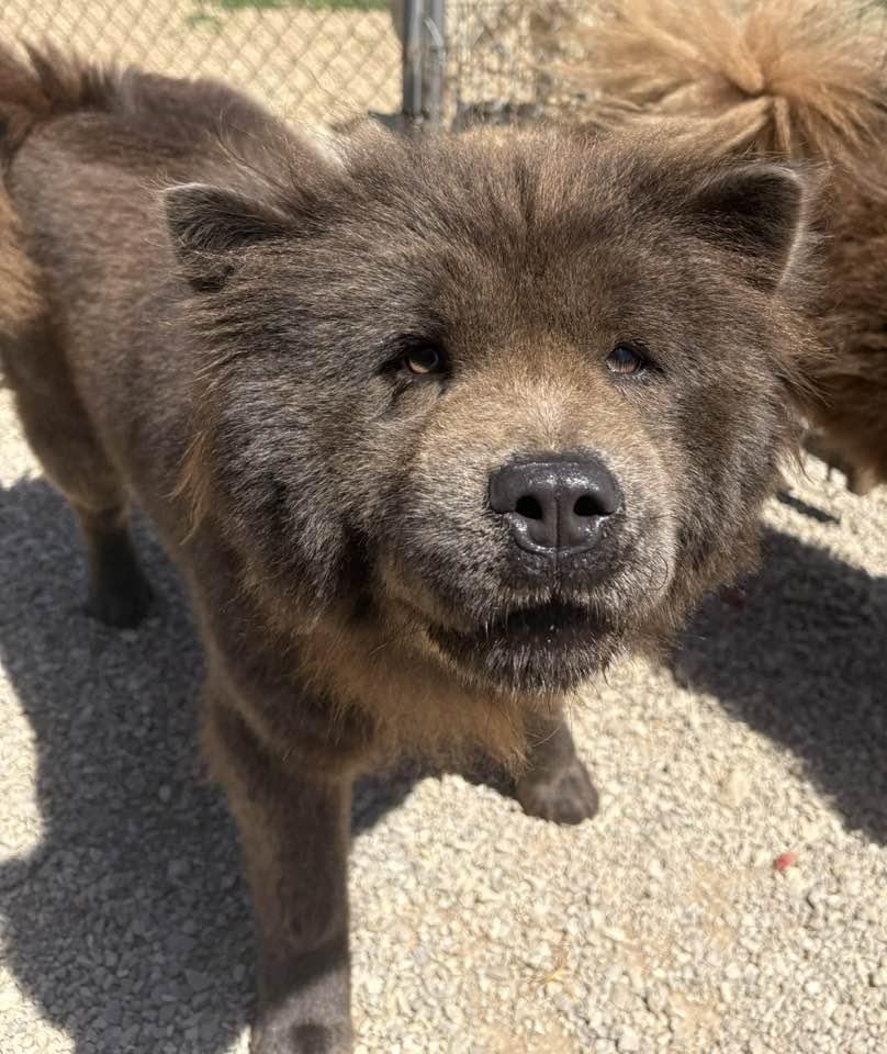Enlarge Rose, a ADOPTABLE mixed breed in Munfordville, KY image 3/4