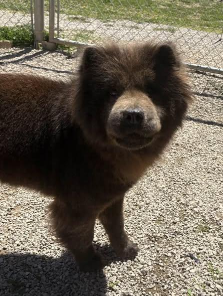 Enlarge Rose, a ADOPTABLE mixed breed in Munfordville, KY image 2/4