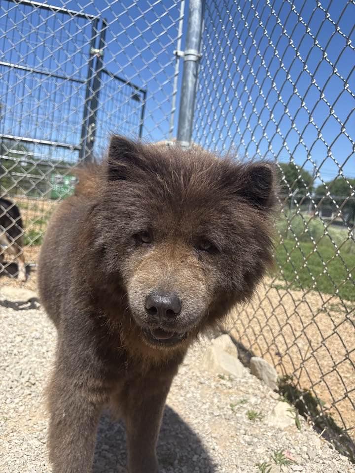 Enlarge Rose, a ADOPTABLE mixed breed in Munfordville, KY image 4/4