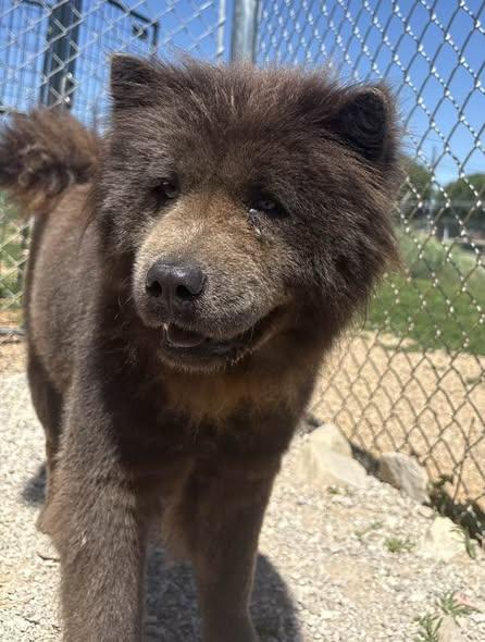 Enlarge Rose, a ADOPTABLE mixed breed in Munfordville, KY image 1/4