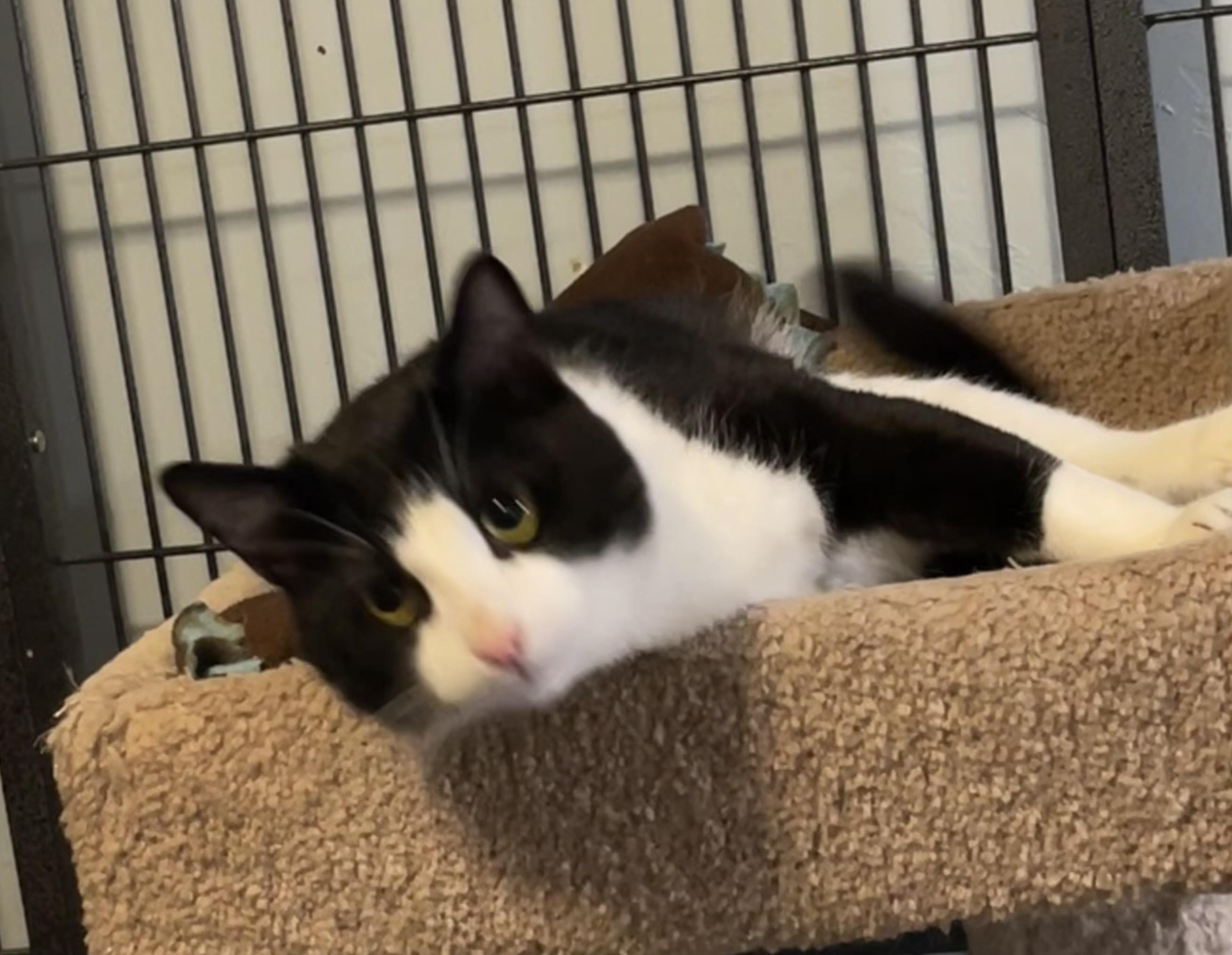 Tyson, Adoptable, Adult Male Domestic Short Hair.