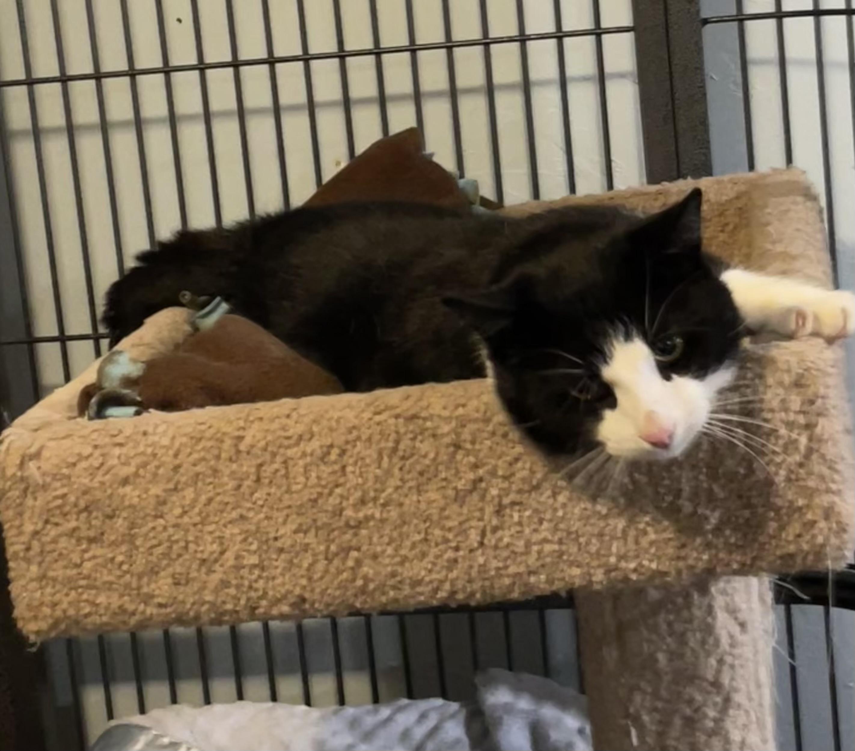 Enlarge Tyson, a Adoptable Domestic Short Hair in Green Bay, WI image 2/3