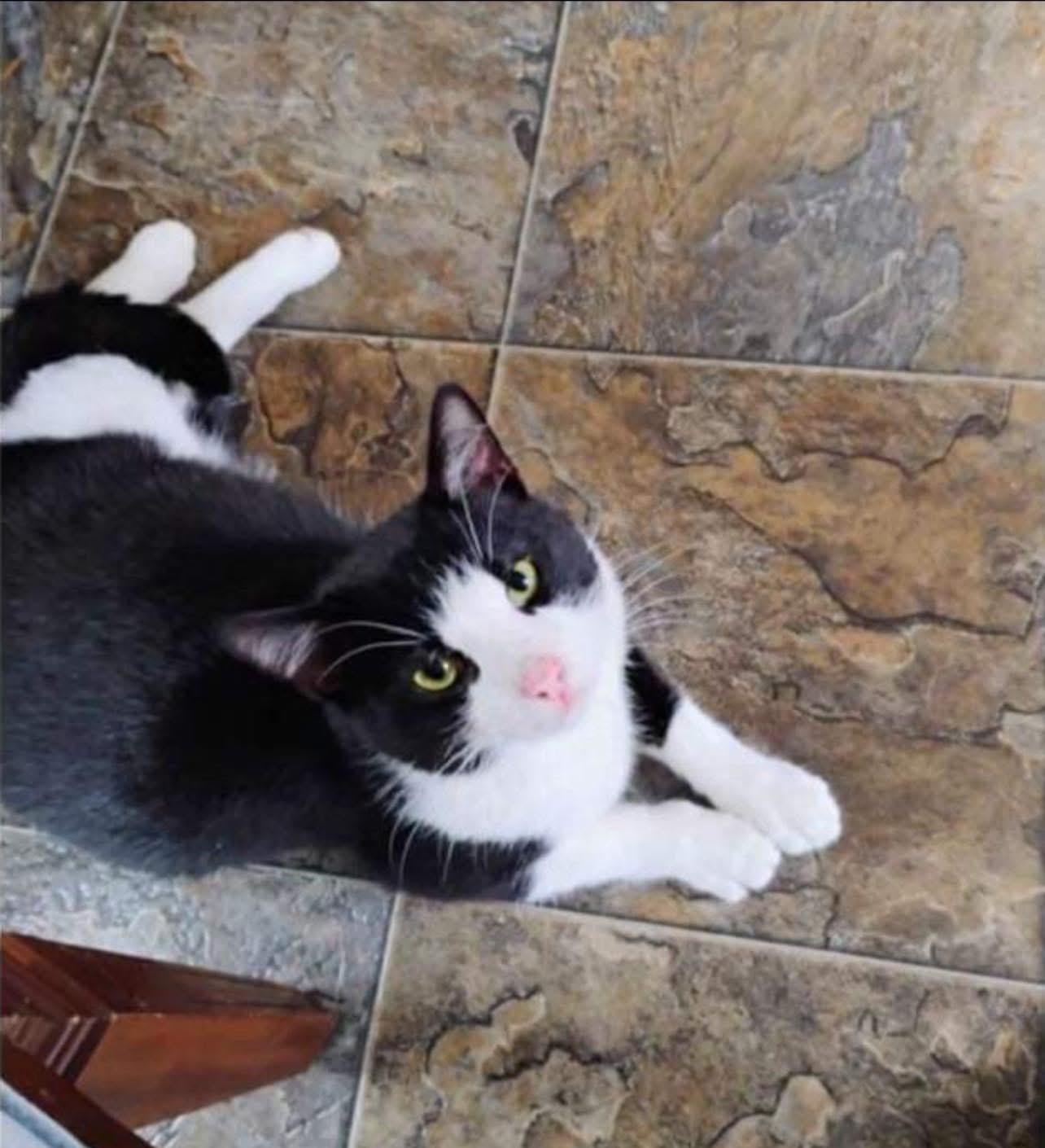 Enlarge Tyson, a Adoptable Domestic Short Hair in Green Bay, WI image 3/3