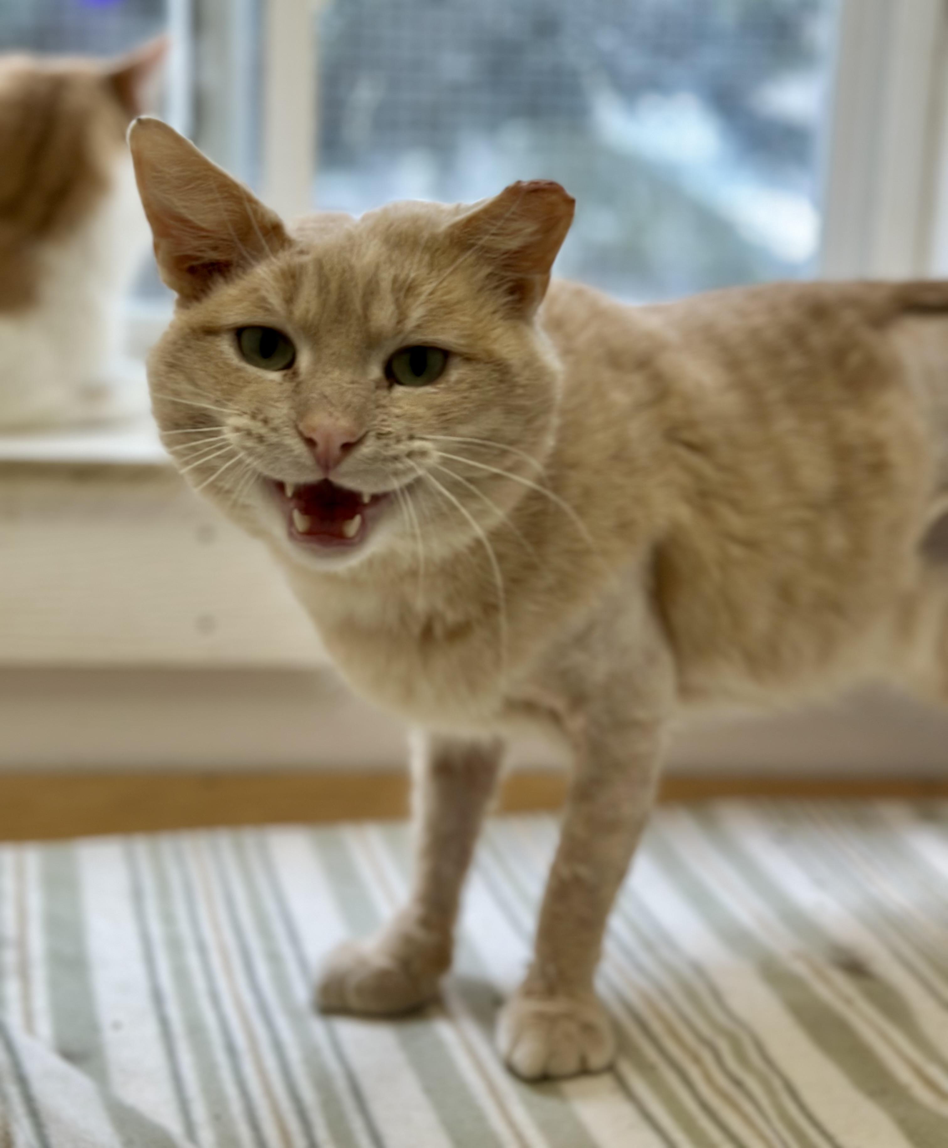 Kung Phooey, a ADOPTABLE Domestic Short Hair in Faribault, MN image 3/3