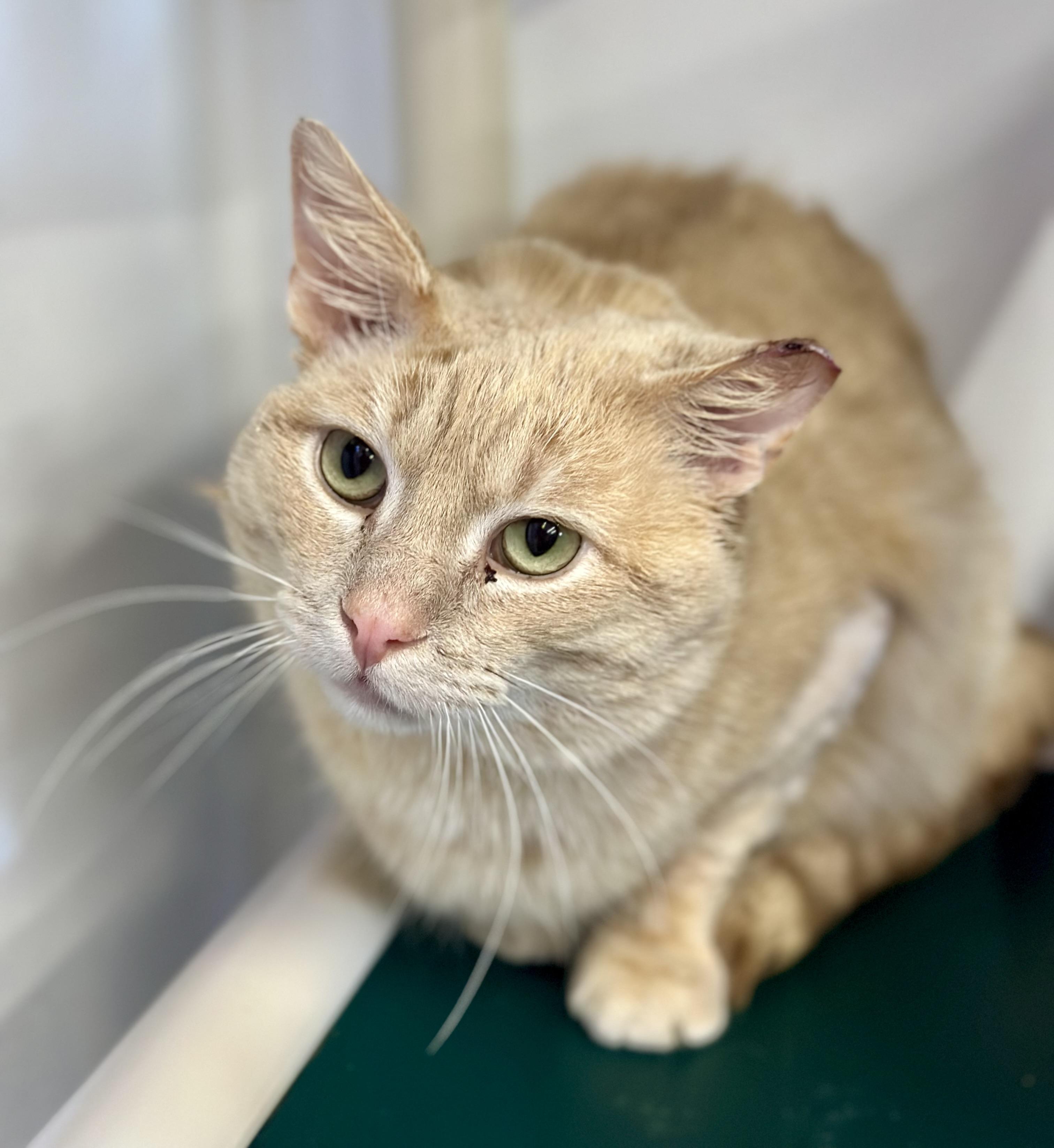 Kung Phooey, a ADOPTABLE Domestic Short Hair in Faribault, MN image 2/3