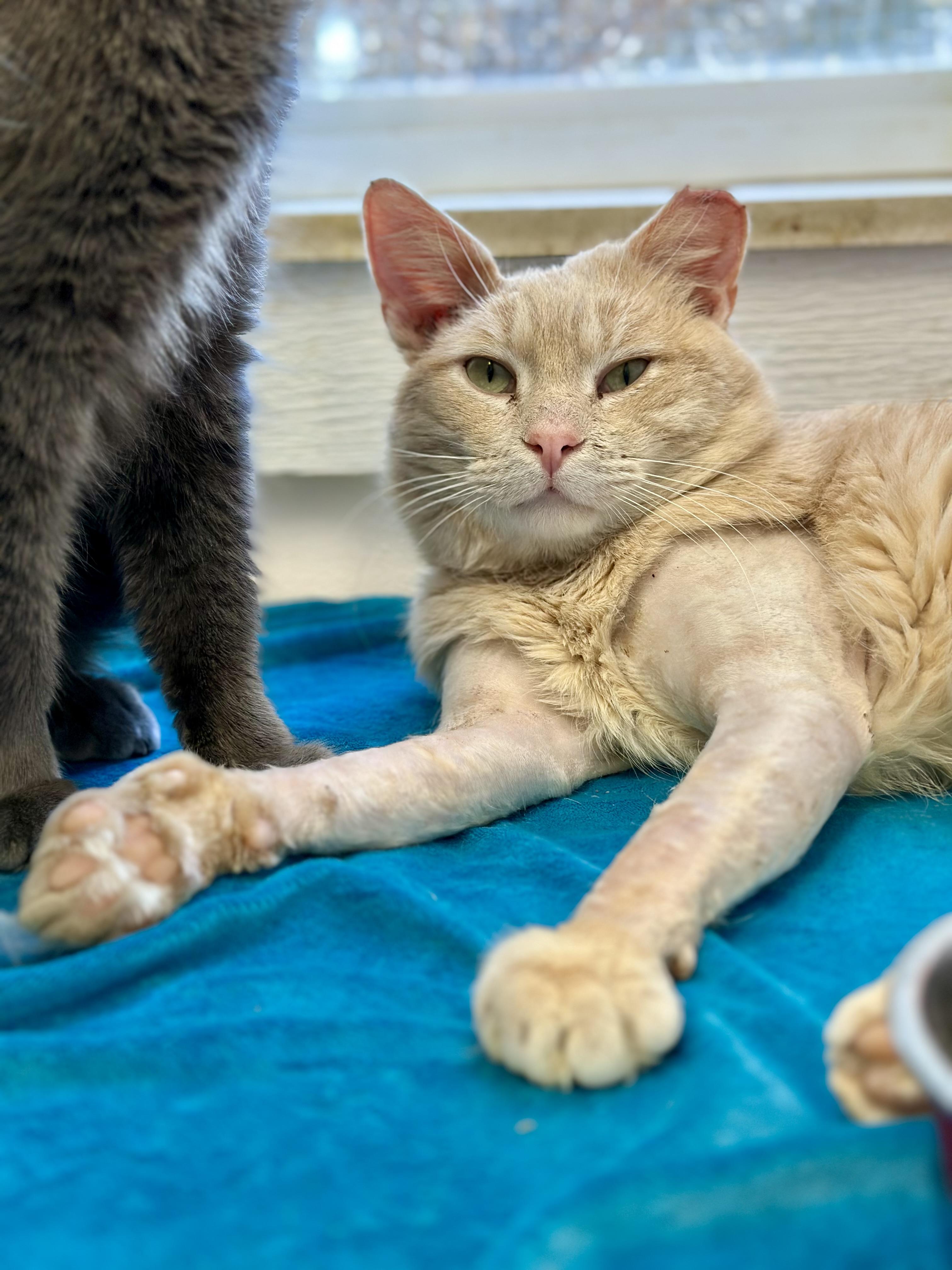 Kung Phooey, ADOPTABLE, Adult Male Domestic Short Hair.