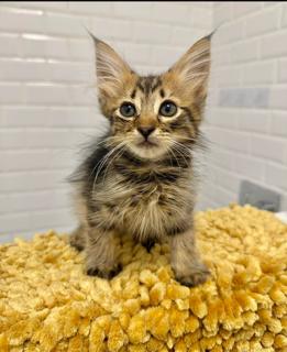 PEPSI, Adoptable, Young Female Domestic Long Hair.