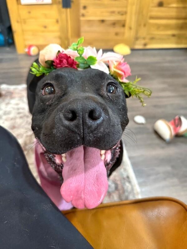 Angie Short Stack of Snuggles