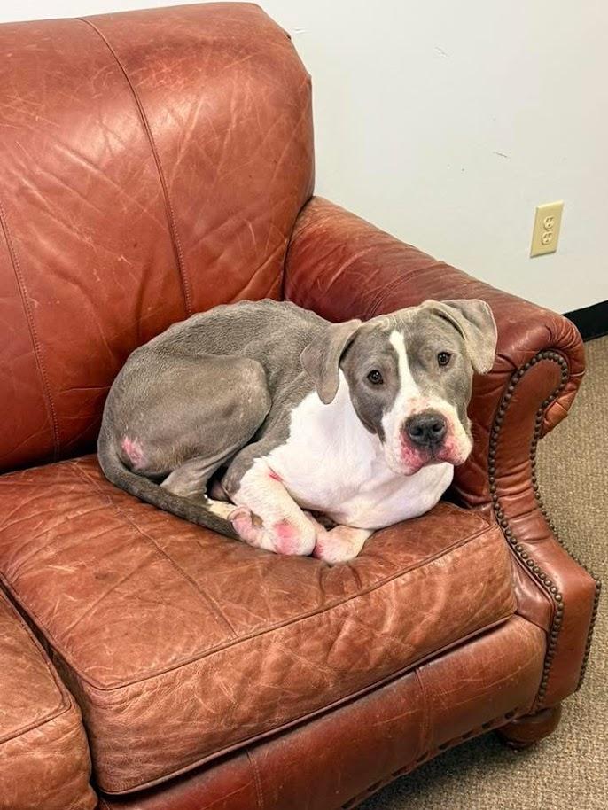 Enlarge Canyon (ADOPTION FEE SPONSORED), a Adoptable mixed breed in Concord, NC image 2/6