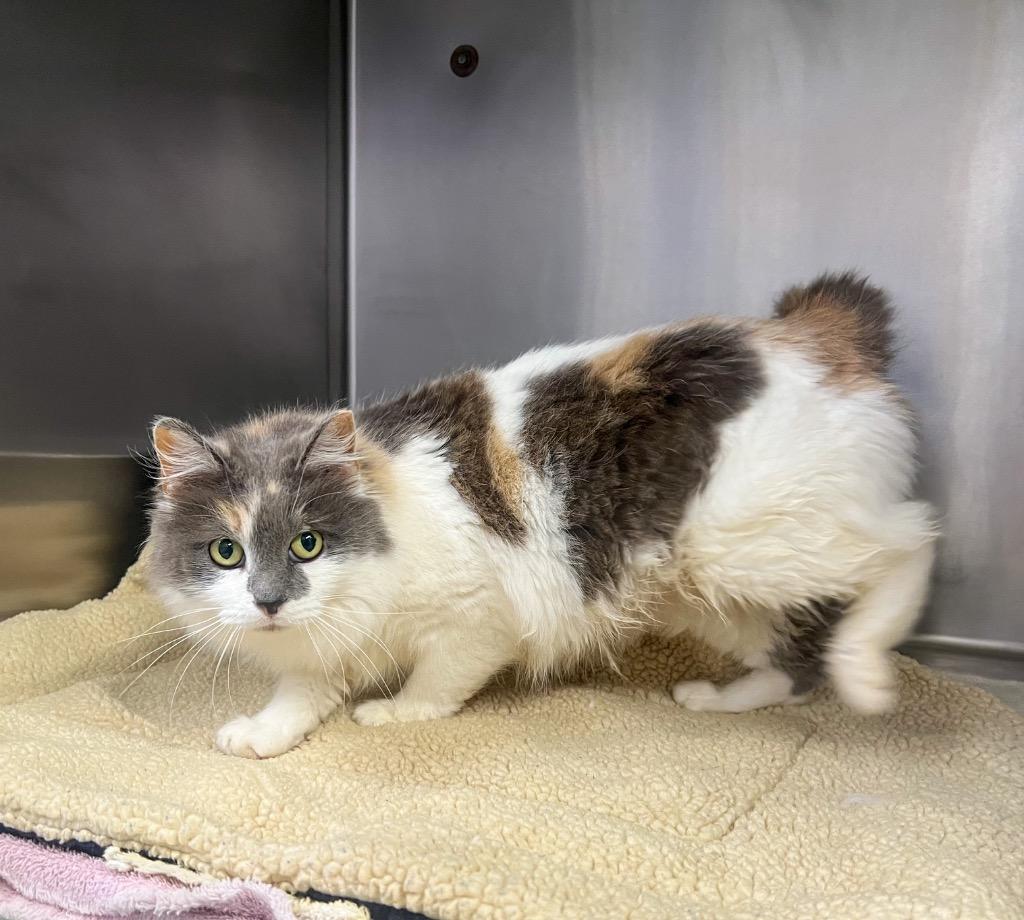 Sahara, Adoptable, Young Female Domestic Medium Hair.