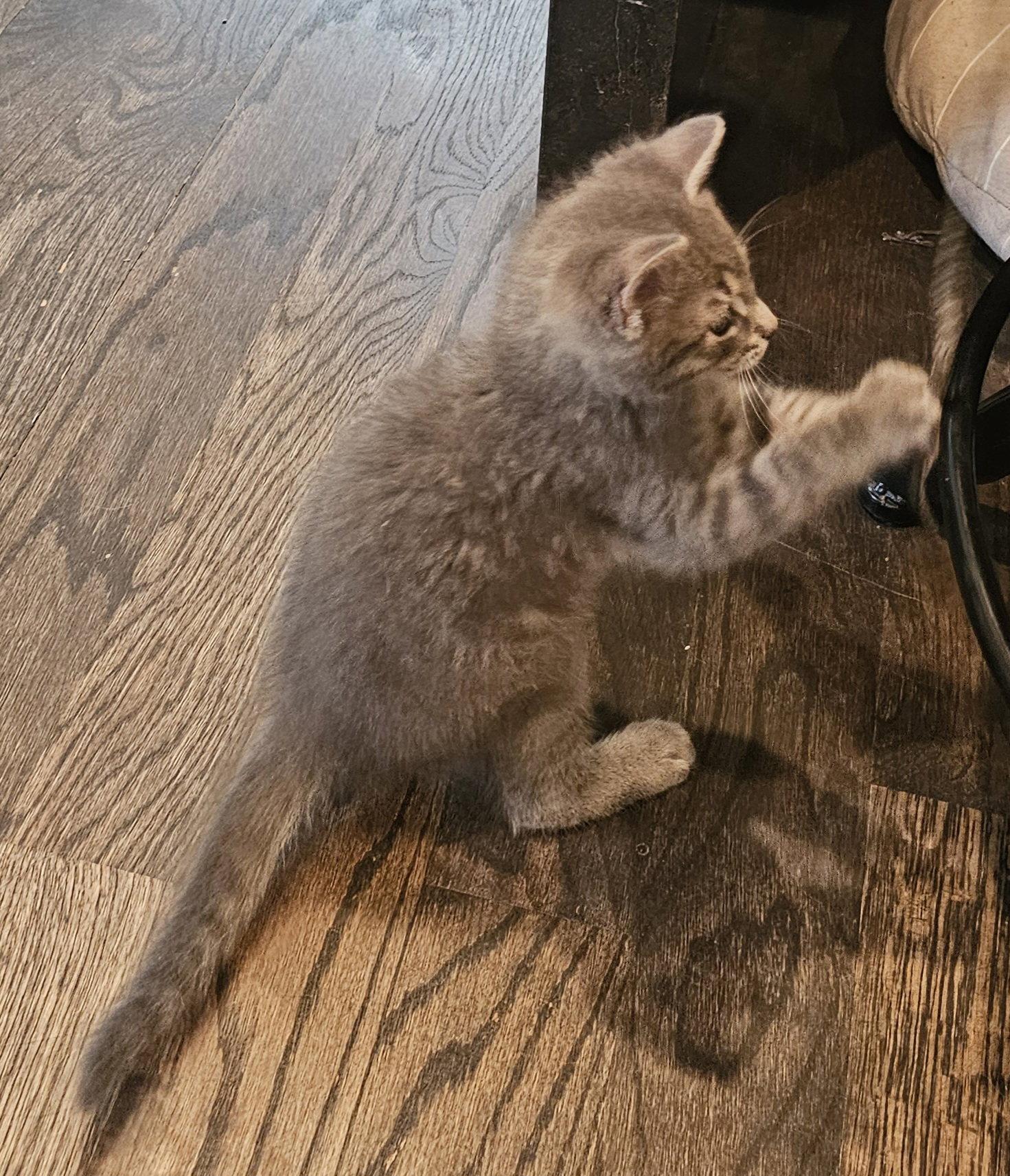 Oliver, Adopted, Kitten Male Domestic Short Hair.